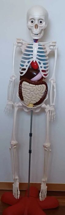 Esqueleto humano