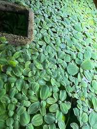 Рослина акваріумна водяний салат або  Пістія Капуста плаваюча аквариум