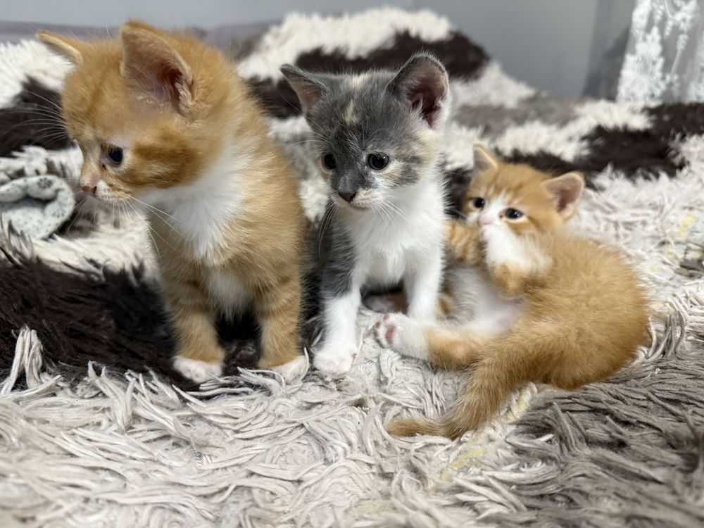 Віддам котиків в добрі руки