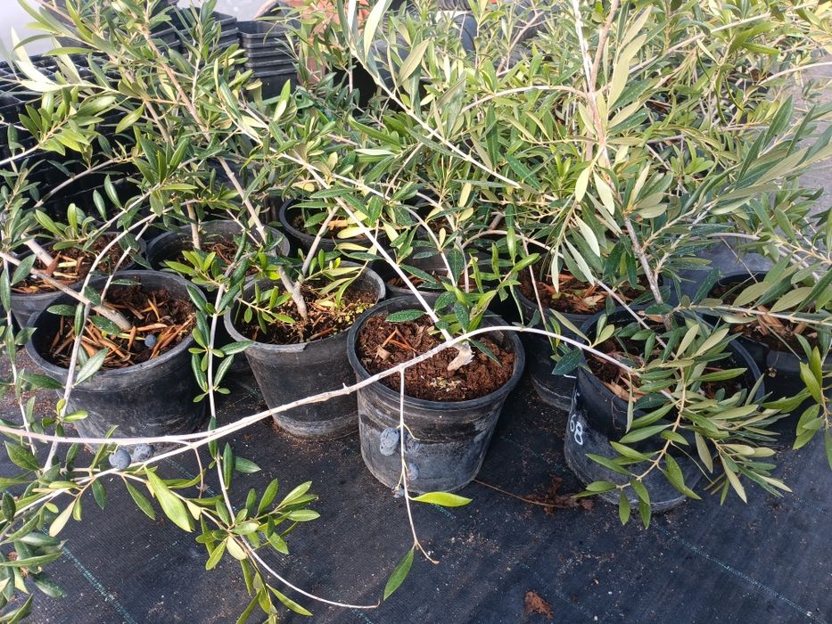 Oliveiras arbequina em vaso