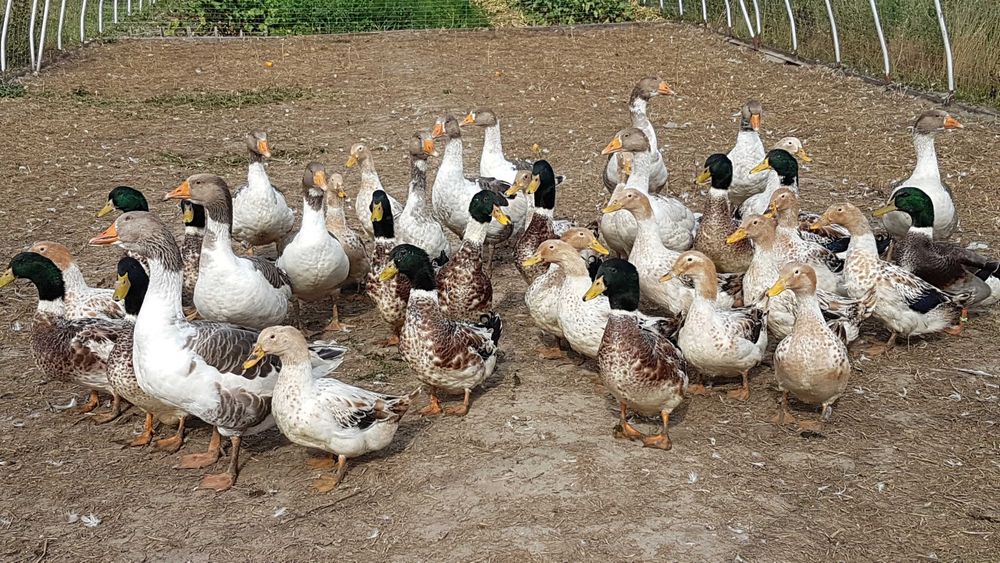 Kaczki staropolskie srebrzyste