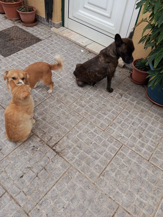cãezinhos procura o melhor dono