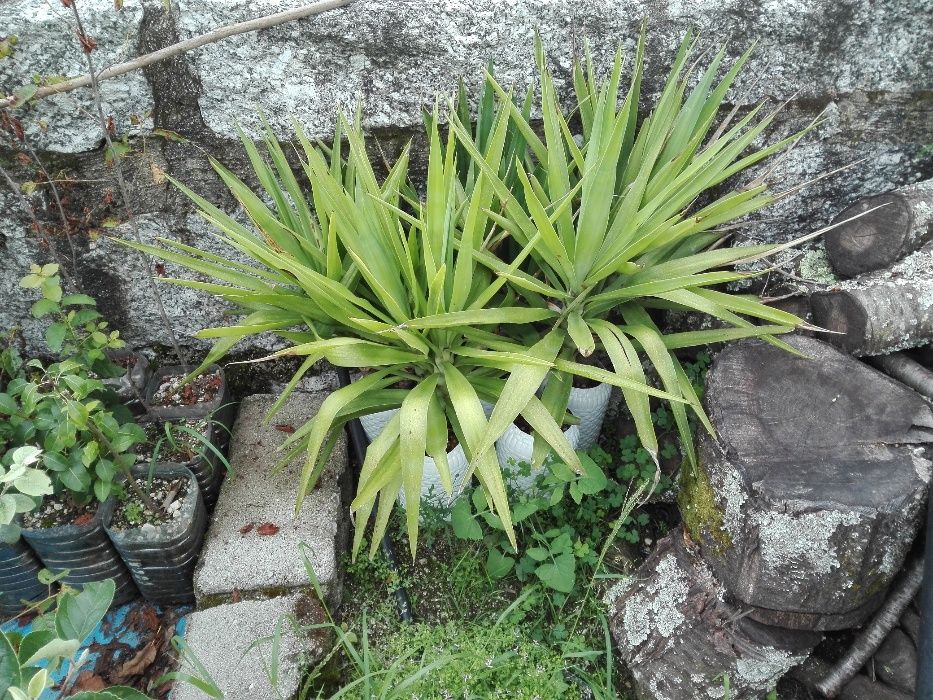 Fiteiros yucca