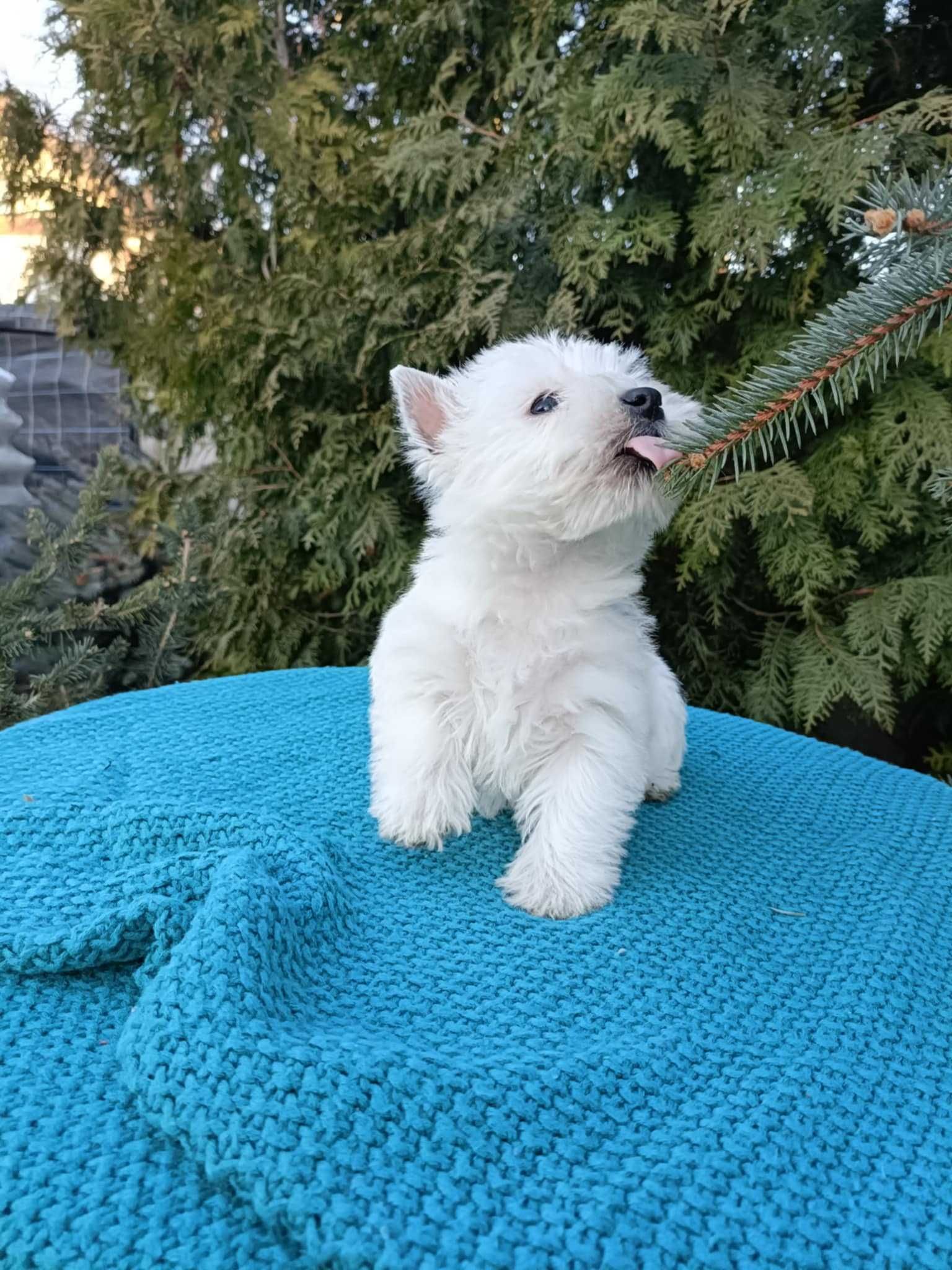 Wzorcowa suczka West Westie Westik mega gęsty włos piękny extrier