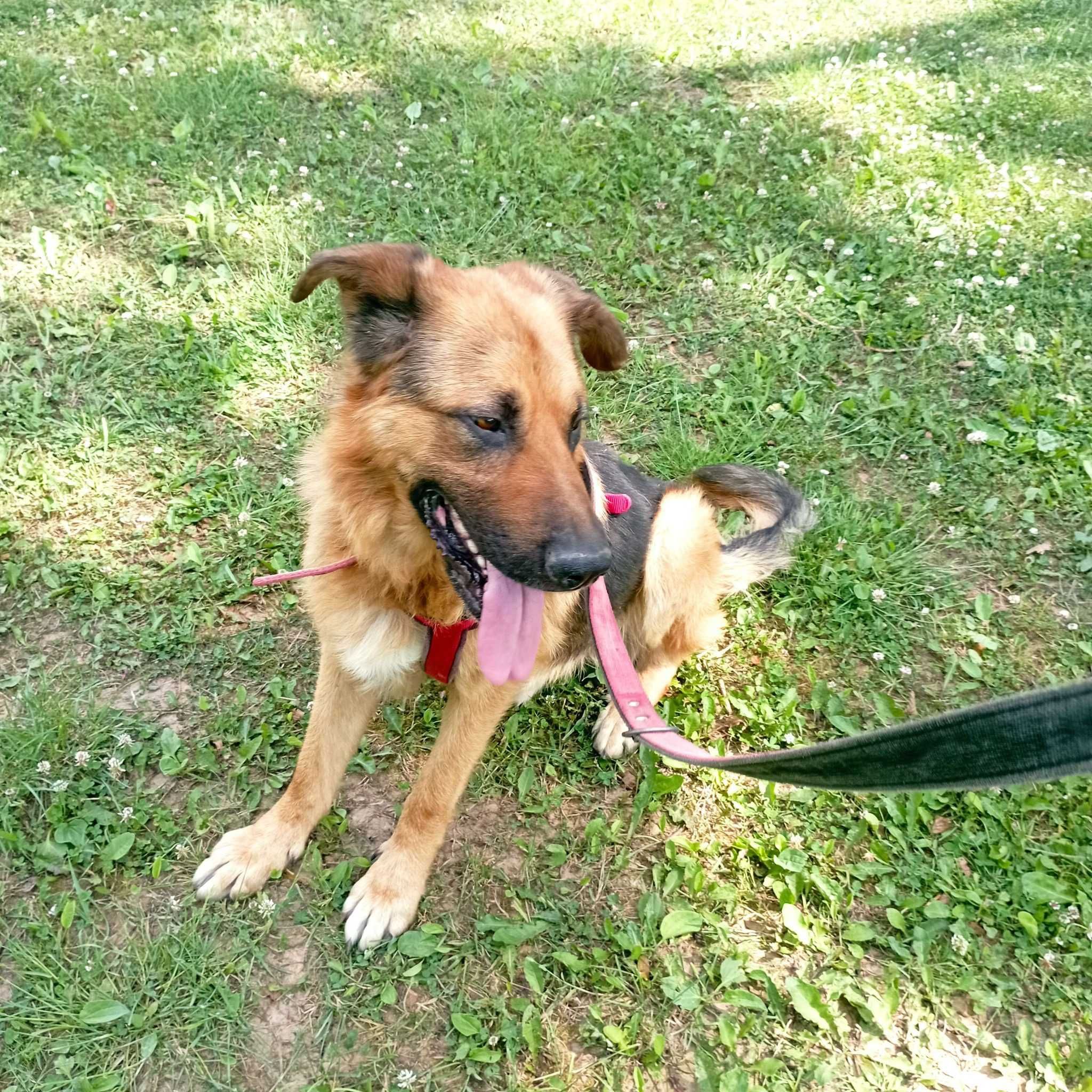 Remus adopcja psiak jak owczarek niemiecki szuka nowej rodziny