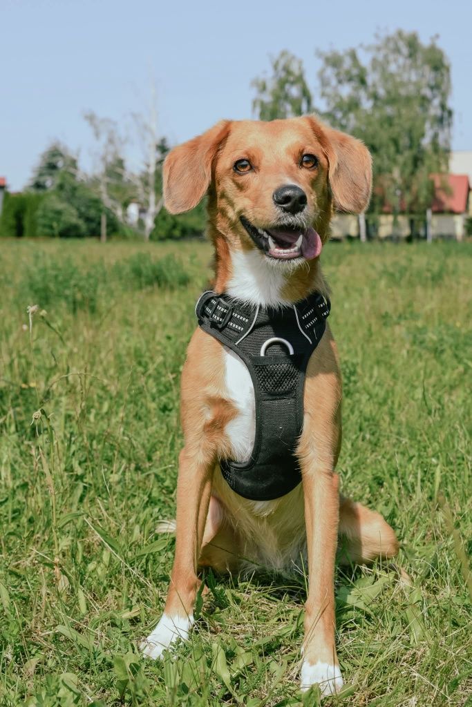 Fanta szuka domu,adoptuj!