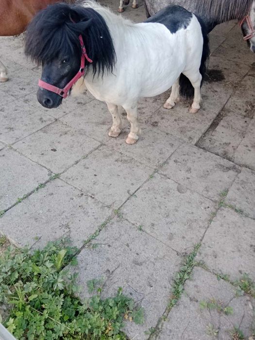 Konik kucyk ogier