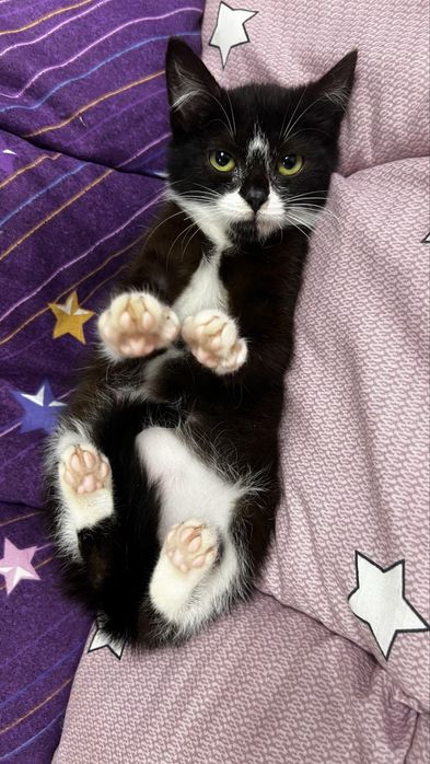 Киця безкоштовно  ( котик, кошеня, кішечка, киця, дівчинка)