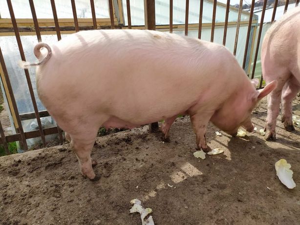 Свиня 100-120 кг