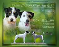 Parson Russell Terrier