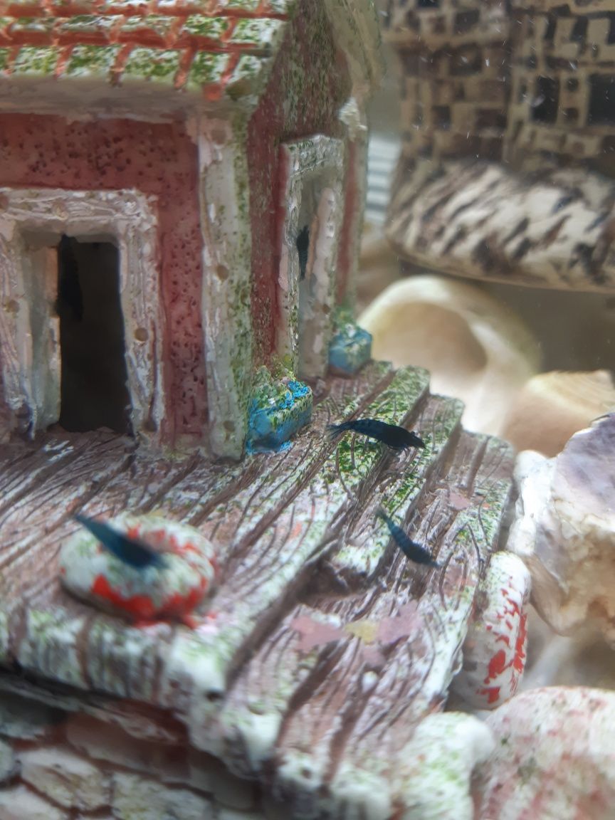 Krewetki blue velvet niebieskie