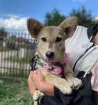 Nala w typie północniaka, 7 m-czna sunia do adopcji