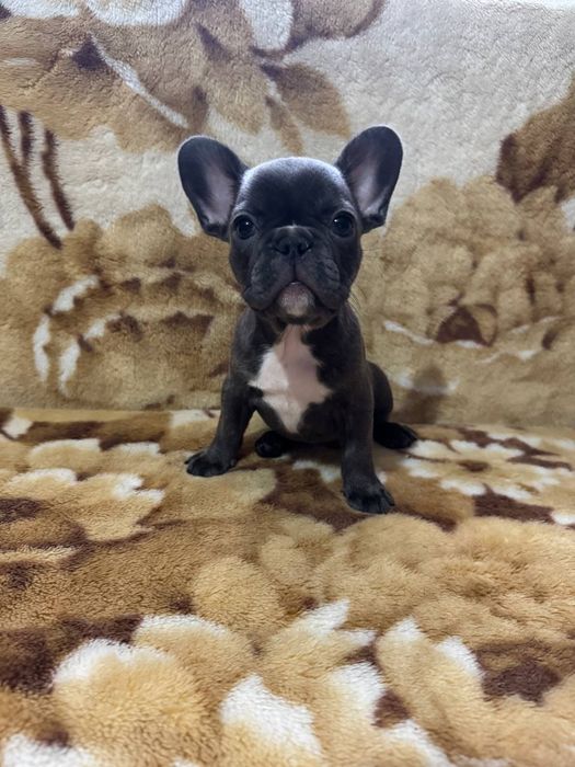 французький бульдог цуценята