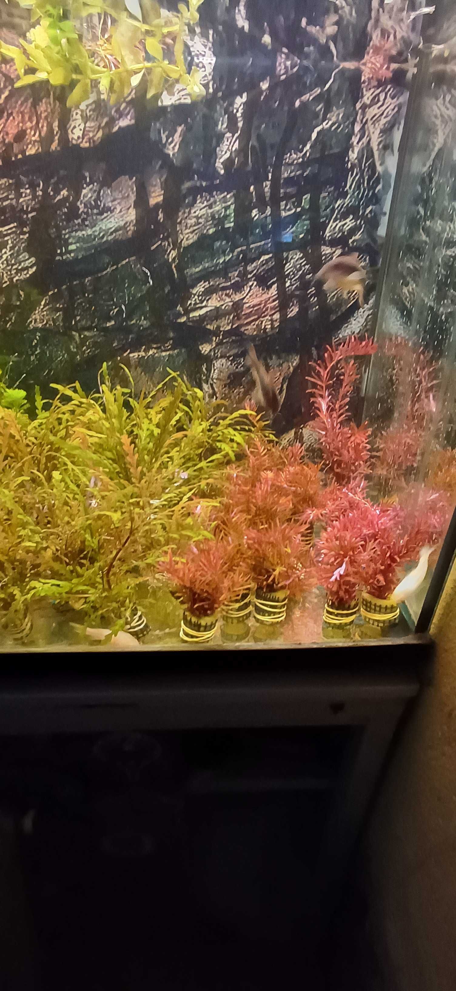 Plantas aquario, hygrophila, rotala, anubias, cryptocoryne