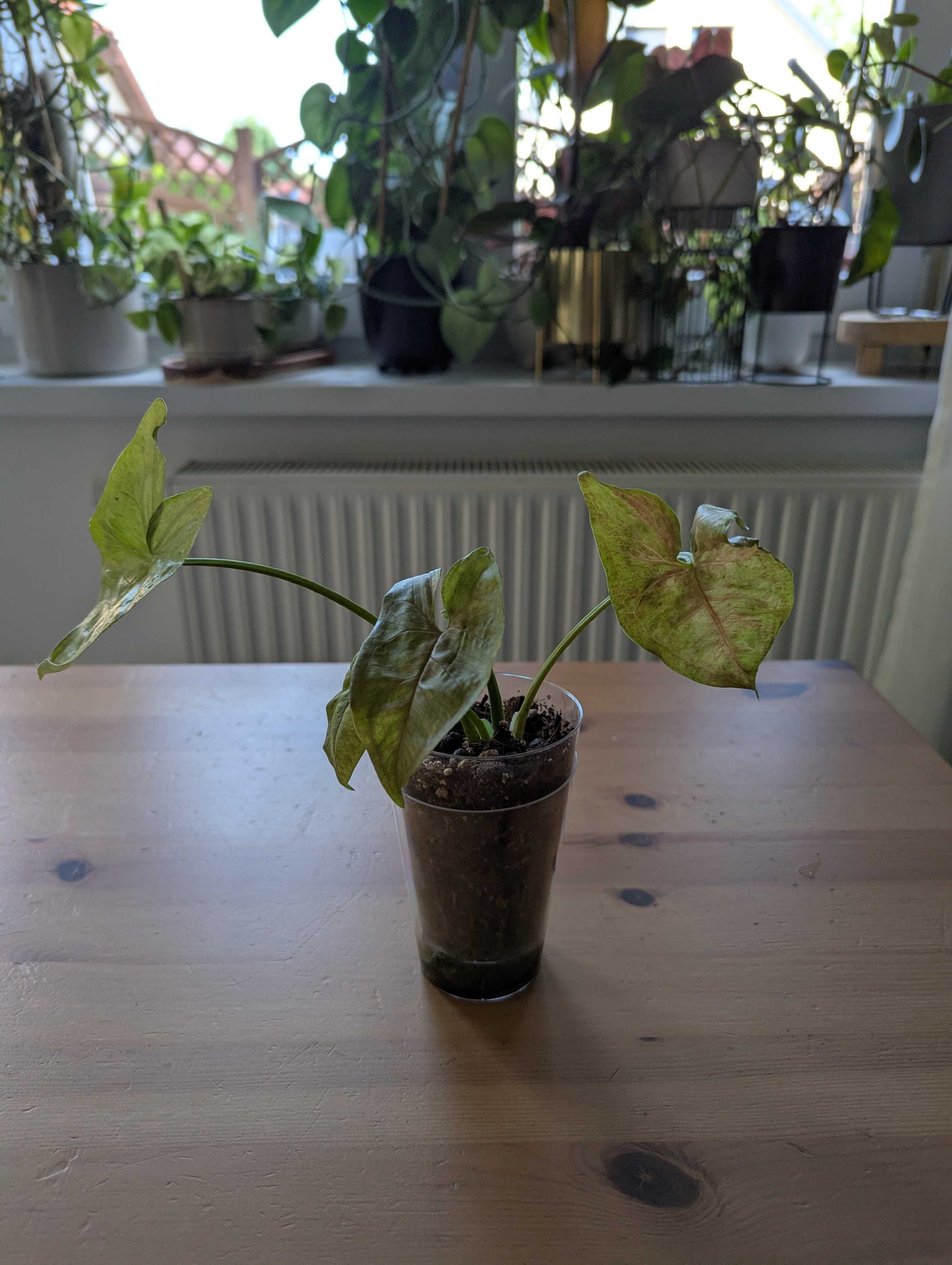 Syngonium różne odmiany