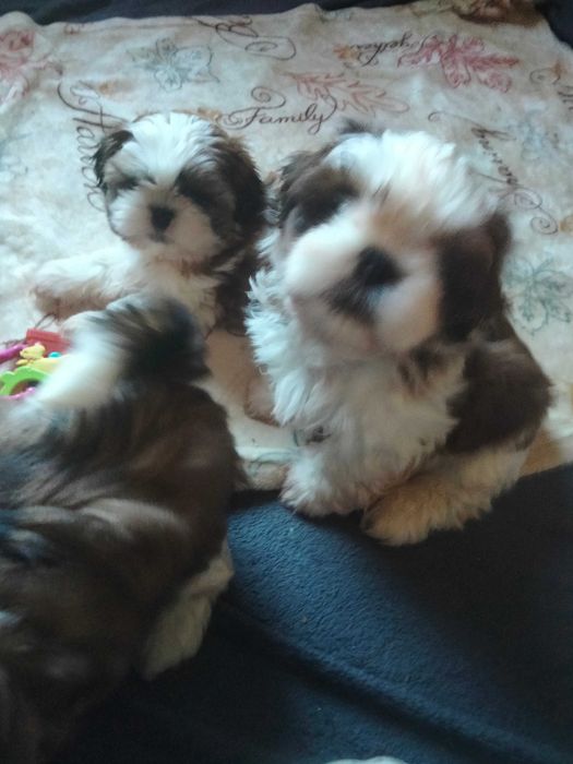 Śliczny szczeniak rasy Shih Tzu