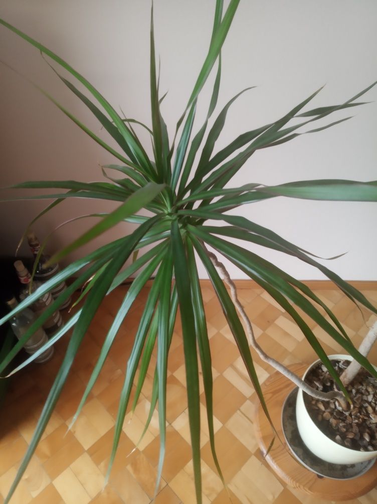 Piękny kwiat dracena 170 cm