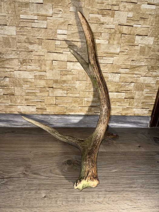 Продам Рог оленя