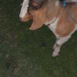 Chibo cruzado boer