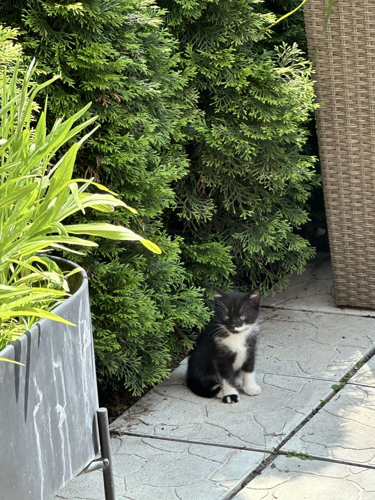 УНІКАЛЬНА пропозиція! Котенята - free!