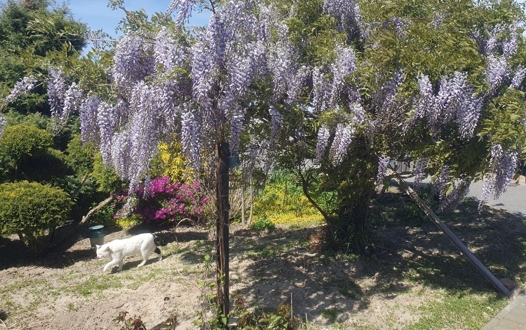Glicynia, słodlin, Wisteria pnącze piękny kwiaty zapach w ogrodzie