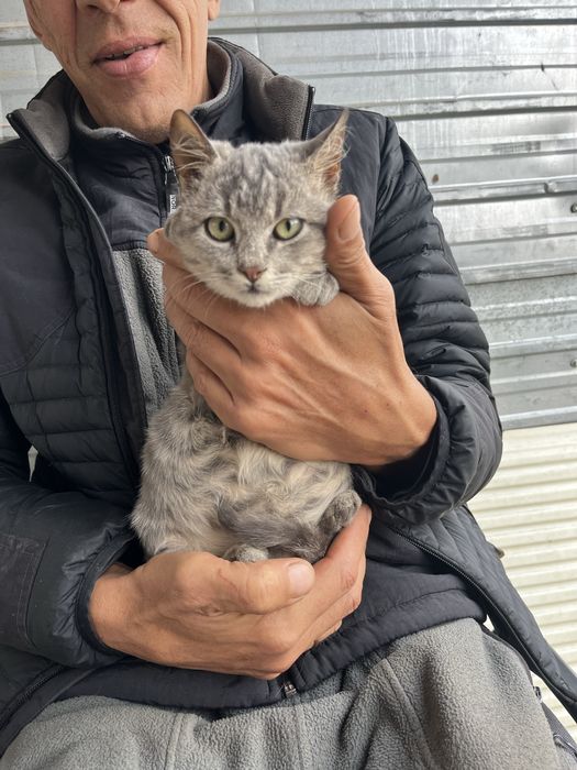 Отдам  котят в  хорошие руки