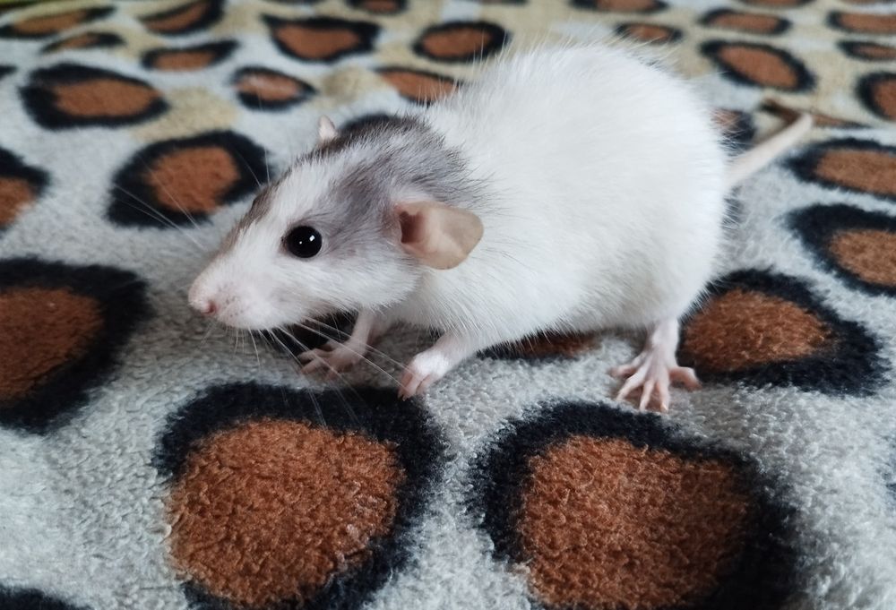Piękny szczur dambo