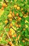 Fruzelina z Mirabelek 370ml x4szt