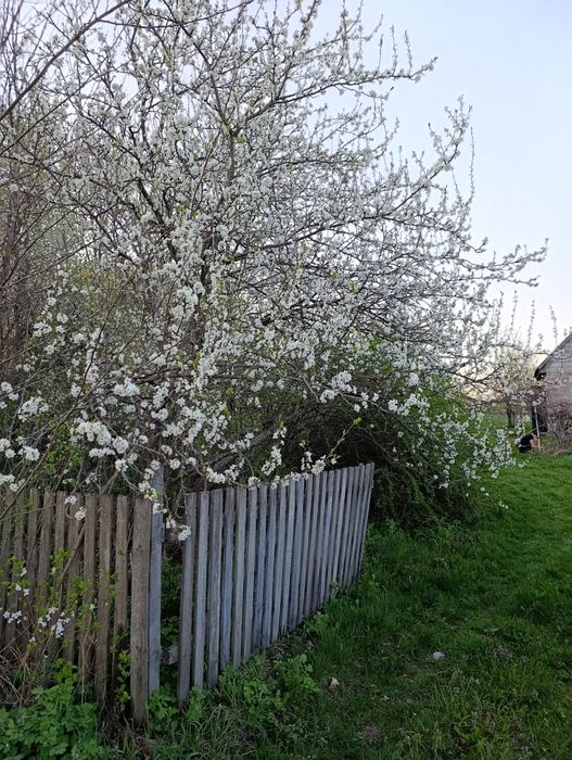Продам будинок в селі