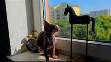 Kot sfinks piekny kocurek sphynx