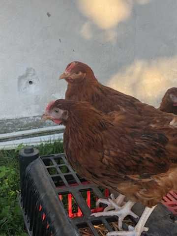 Młode kury nioski,kurki, kurczaki,kokoszki w różnym wieku dowóz GRATIS