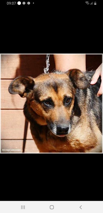 Sunia -  lek na całe zło