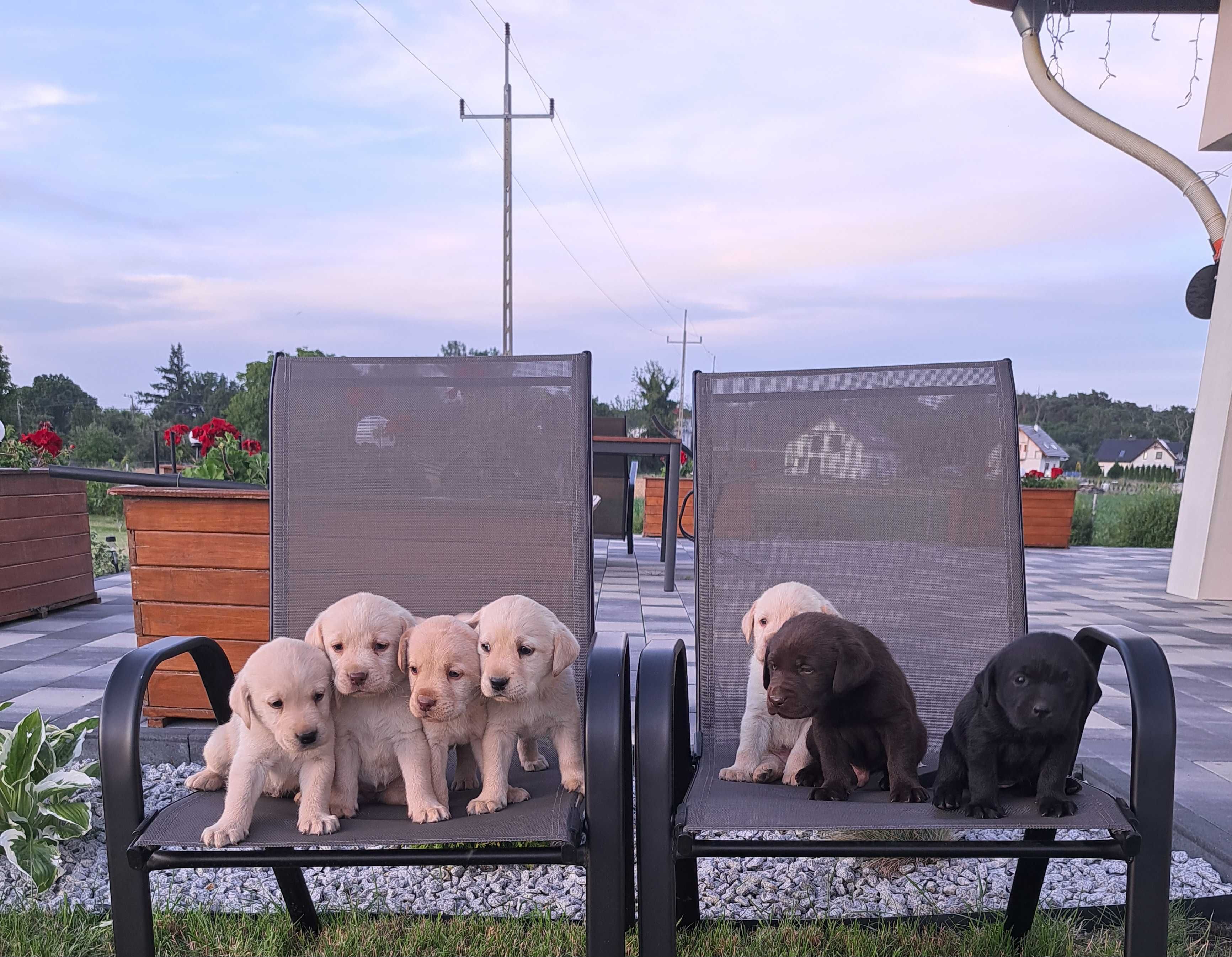 Lablador Retriever