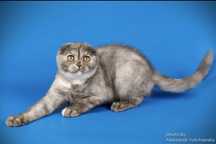 Котёнок шотландский