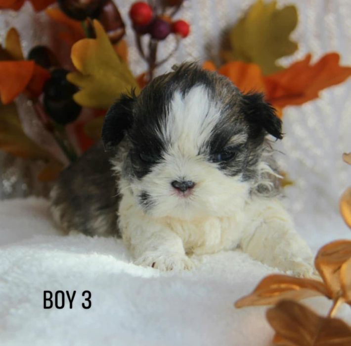 Shih- tzu piesek Zkwp FCI