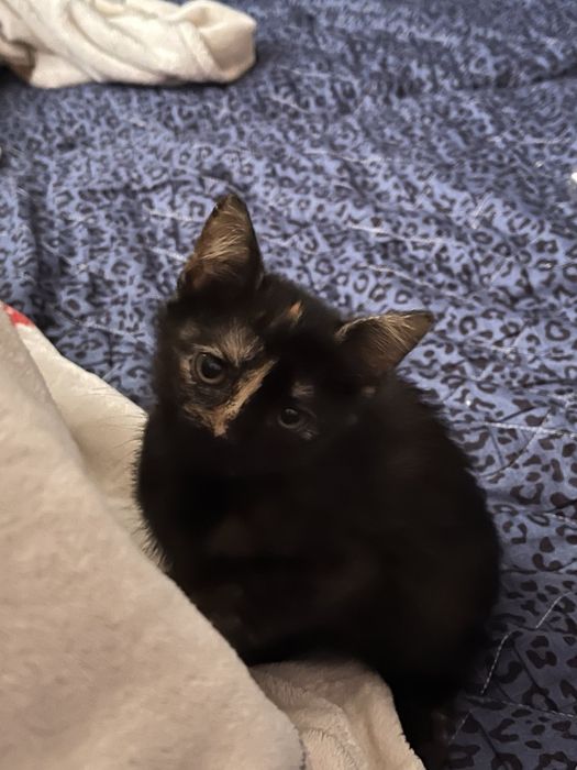 Кошення в хороші руки