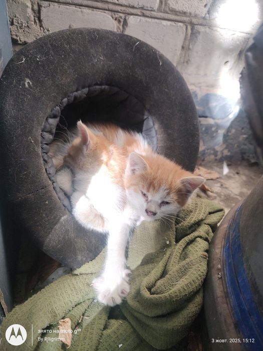Безкоштовн руді кошенята