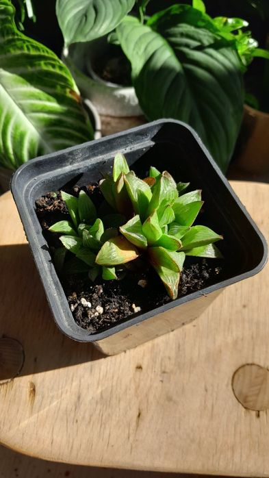 Haworthia retusa