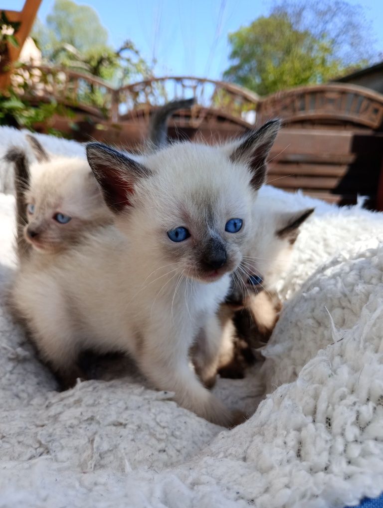 Koty Syjamskie- kocięta syjamskie