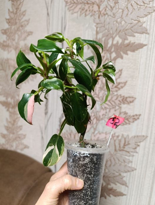 філодендрон Біла принцеса триколор