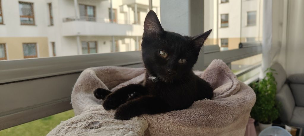 Brusia do adopcji
