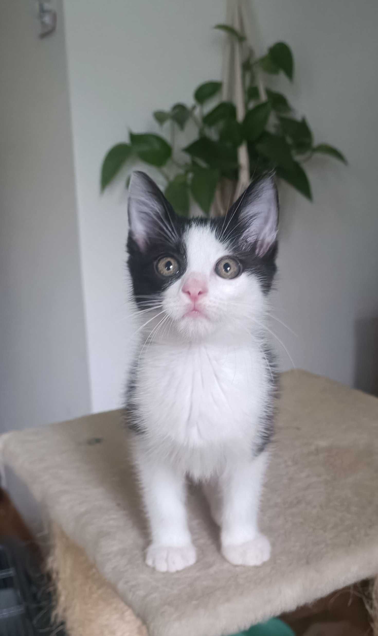 Trzy małe kocurki do adopcji