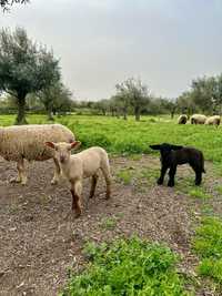 Borregos puros Mouton vendéen