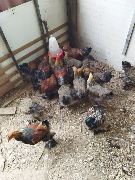 Brahamas perdiz dourado