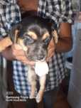 Cães bebés arrasados de pincher