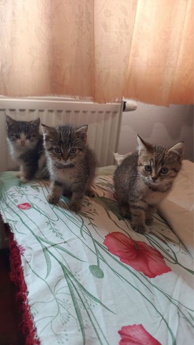 Кошеня (хлопчик)