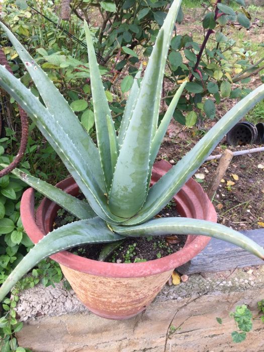 Aloe vera planta