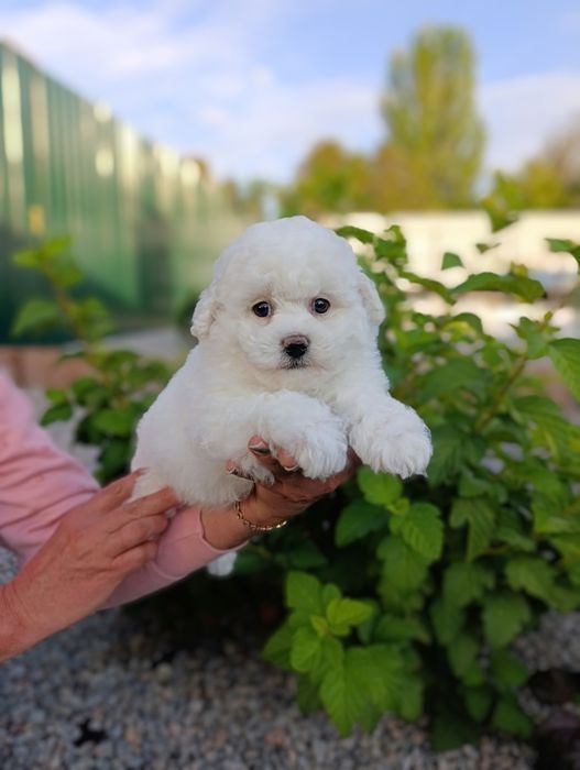 Ласковая и игривая Бишон фризе.