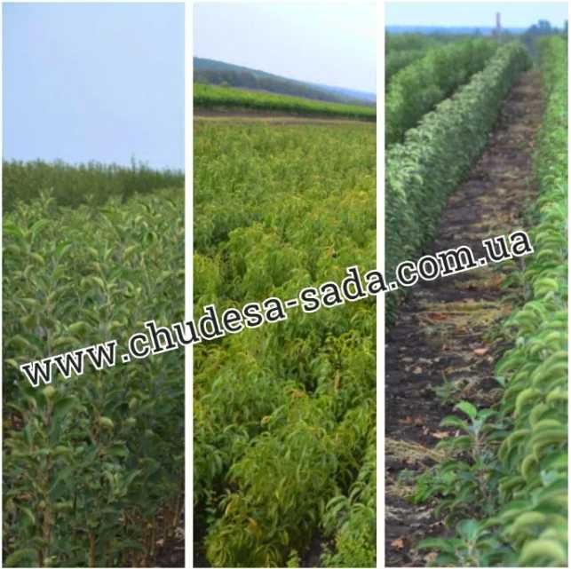 Качественные саженцы: слива, фундук, смородина, агрус, жимолость, ирга