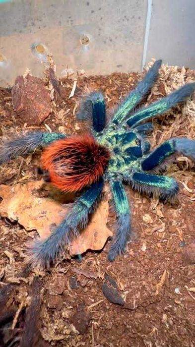 Aphonopelma mooreae  |  Czytaj Opis